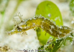 Pipefish sp. in the seagrass, and help identifying him mu... by Leah Sindel 